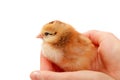 One-day old chick Royalty Free Stock Photo