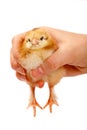 One-day old chick Royalty Free Stock Photo