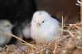 One day old chick Royalty Free Stock Photo