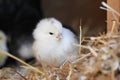 One day old chick Royalty Free Stock Photo