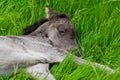 One day old Icelandic horse foal lying in green grass Royalty Free Stock Photo