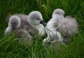 One Day Old Mute Swan Cygnets Resting In The Grass Royalty Free Stock Photo