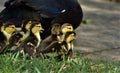 One day old newly hatched muscovy ducklings Royalty Free Stock Photo