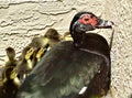 One day old newly hatched muscovy ducklings Royalty Free Stock Photo