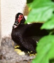 One day old newly hatched muscovy ducklings Royalty Free Stock Photo