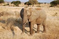 One day of safari in Tanzania - Africa - Elephants Royalty Free Stock Photo