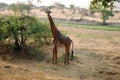 One day of safari in Tanzania - Africa - Giraffe Royalty Free Stock Photo