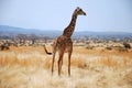 One day of safari in Tanzania - Africa - Giraffe Royalty Free Stock Photo