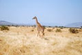 One day of safari in Tanzania - Africa - Giraffe Royalty Free Stock Photo