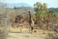 One day of safari in Tanzania - Africa - giraffe Royalty Free Stock Photo