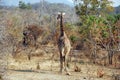 One day of safari in Tanzania - Africa - giraffe Royalty Free Stock Photo