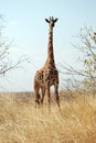 One day of safari in Tanzania - Africa - Giraffe Royalty Free Stock Photo