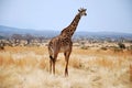 One day of safari in Tanzania - Africa - Giraffe Royalty Free Stock Photo