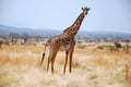 One day of safari in Tanzania - Africa - Giraffe Royalty Free Stock Photo