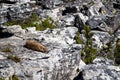 Table mountain in cape town