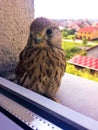 Young hawk standing at the window Royalty Free Stock Photo