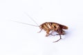 One dead cockroach lying on his side on a white background Royalty Free Stock Photo