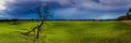 One dead tree in green grass field with rain cloud Royalty Free Stock Photo