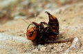 Dead wasp on the floor in village of Fujian, China, Vespa mandarinia, 