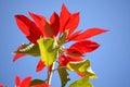 One decorative red poinsettia Euphorbia pulcherrima known as Christmas Flower towards clear blue sky, in a street in Valencia,