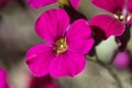 One deep pink Aubretia flower, Aubrieta Gloria, flowering in a rock garden, close-up view