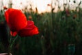 One deep red color poppy flower growing on a green wild Summer field Royalty Free Stock Photo