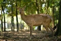 One deer was standing gracefully and looking