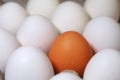 One defferent color egg between all white eggs Royalty Free Stock Photo