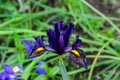 One delicate dark blue iris flower in full bloom, in a garden in a sunny summer day Royalty Free Stock Photo