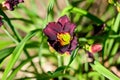 One delicate dark red day lily flower in full bloom on a water surface in a summer garden, beautiful outdoor floral background Royalty Free Stock Photo