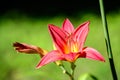 One delicate dark red day lily or lilium flower in full bloom on a water surface in a summer garden, beautiful outdoor floral Royalty Free Stock Photo