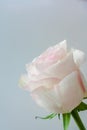 One delicate pale pink rose on light gray background. Royalty Free Stock Photo