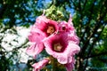 One delicate pink magenta flower of Althaea officinalis plant, commonly known as marsh-mallow in a British cottage style garden in Royalty Free Stock Photo