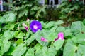 One delicate vivid blue and purple flower of morning glory plant in a a garden in a sunny summer garden, outdoor floral background