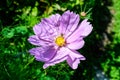 One delicate vivid pink flower of Cosmos plant in a cottage style garden in a sunny summer day, beautiful outdoor floral