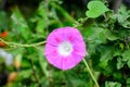 One delicate vivid pink flower of morning glory plant in a a garden in a sunny summer garden, outdoor floral background