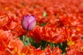 One different tulip Royalty Free Stock Photo