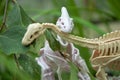 one dinosaur eats another, toy skeletons of dinosaurs in nature