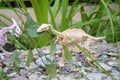 one dinosaur eats another, toy skeletons of dinosaurs in nature