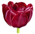 One dissolute dark red Bud of Tulip Royalty Free Stock Photo