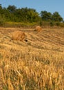 One dog in agricultural field wanders among straw bales in golden sunlight during autumn evening