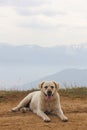 One dog in the background of the mountains