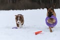 Two Shepherds German and Australian on walk in snowy winter park. Beautiful young thoroughbred active dogs. One dog with rings in Royalty Free Stock Photo