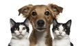 One Dog, Two Cats Together on a White Background. Royalty Free Stock Photo