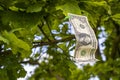 One  dollar bill on the tree Royalty Free Stock Photo