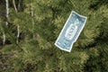 One dollar bills hang on a tree. Concept Royalty Free Stock Photo