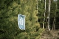 One dollar bills hang on a tree. Concept Royalty Free Stock Photo