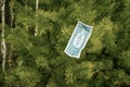 One dollar bills hang on a tree. Concept Royalty Free Stock Photo