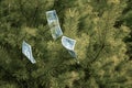 One dollar bills hang on a tree. Concept Royalty Free Stock Photo