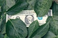 one dollar and tree leaves on the surface Royalty Free Stock Photo